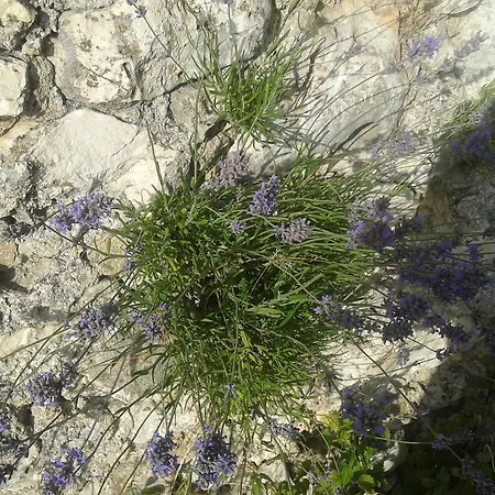 Ferme De Sejour Rebuffel Κατάλυμα σε φάρμα La Roque-Esclapon